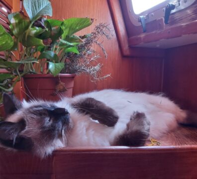 cat onboard