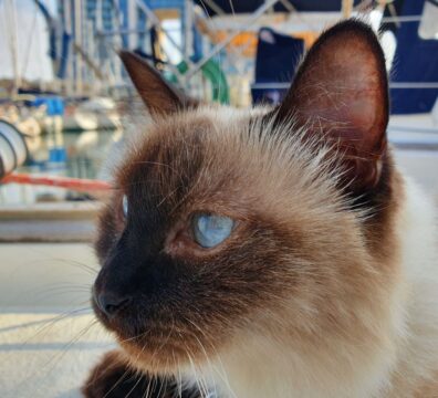 חתול בסירה